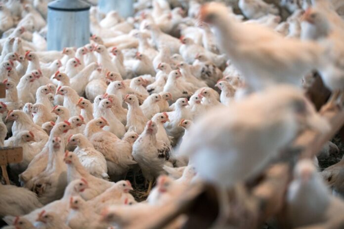 Für Geflügel im Kreis Kleve gilt wegen eines Geflügelpest-Ausbruchs in einer Schutzzone ab Samstag eine Stallpflicht