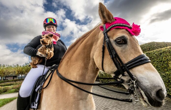 Vor der Besuchermesse «Hund & Pferd» Hunde- und Pferdefans können sich drei Tage lang zu Themen wie Gesundheit und Pflege informieren.