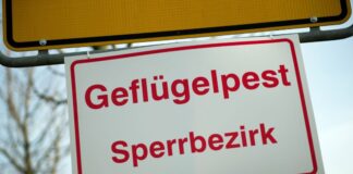 Geflügelpest - im Kreis Wesel gilt jetzt eine kreisweite Stallpflicht (Archivfoto)