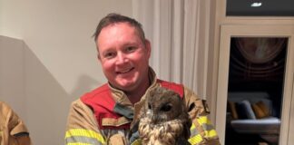 Ein Feuerwehrmann hält eine gerettete Eule in den Händen - der Waldkauz hatte sich in einen Kamin verirrt. 