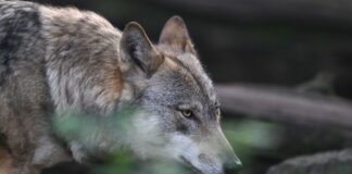 Ein Wolf streift durch einen Wildpark. In NRW leben immer mehr der Tiere in der Wildnis. (Symbolbild)