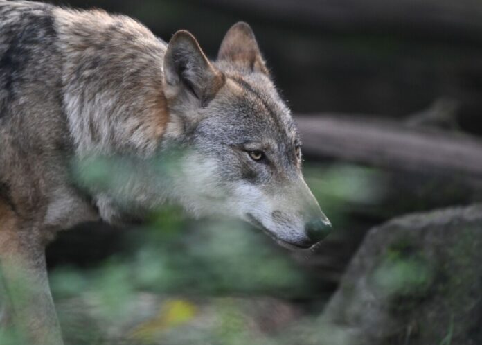 Ein Wolf streift durch einen Wildpark. In NRW leben immer mehr der Tiere in der Wildnis. (Symbolbild)