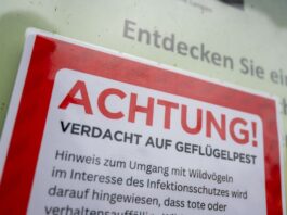 Vogelgrippe bei toter Kanadagans in Essen nachgewiesen Bei einer Kanadagans in Essen wurde Vogelgrippe nachgewiesen. (Symbolbild)