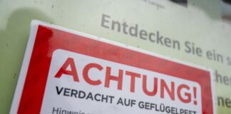 Vogelgrippe bei toter Kanadagans in Essen nachgewiesen Bei einer Kanadagans in Essen wurde Vogelgrippe nachgewiesen. (Symbolbild)