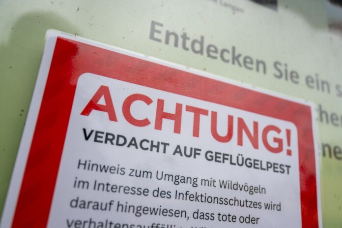Vogelgrippe Bei einer Kanadagans in Essen wurde Vogelgrippe nachgewiesen. (Symbolbild)