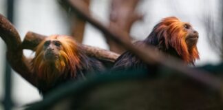 Die beiden Goldkopflöwenäffchen «Xanti» und «Yara» leben jetzt im Kölner Zoo.