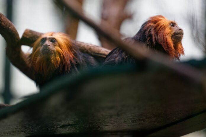 Goldkopflöwenäffchen "Xanti" und "Yara" im Zoo Köln Die beiden Goldkopflöwenäffchen «Xanti» und «Yara» leben jetzt im Kölner Zoo.