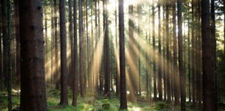Was als Abkürzung durch den Wald begann, wurde zur stundenlangen Irrfahrt mit gefährlichem Ende. (Symbolbild)