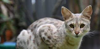 Eine Savannah-Katze der ersten Generation im Gehege ihrer Züchter (Symbolbild)