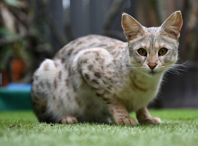 Eine Savannah-Katze der ersten Generation im Gehege ihrer Züchter (Symbolbild)