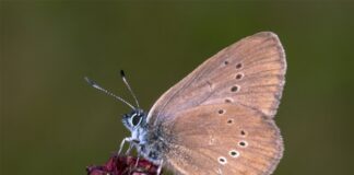 Der Dunkle Wiesenknopf-Ameisenbläuling ist der «Schmetterling des Jahres» 2026 .