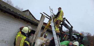 «Pirat» bleibt bei Fluchtversuch stecken Die Feuerwehr war wegen der Rettungsaktion für ein Pferd in Datteln im Einsatz.