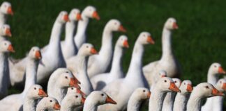 Höhere Geflügelpreise vor dem Martinsfest Für den Gänsebraten zum Martinsfest müssen Verbraucher in diesem Jahr wohl vielerorts mehr berappen. (Archivbild)