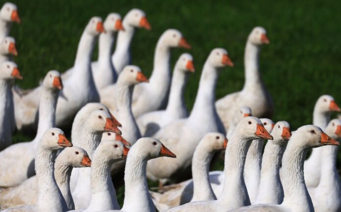 Höhere Geflügelpreise vor dem Martinsfest Für den Gänsebraten zum Martinsfest müssen Verbraucher in diesem Jahr wohl vielerorts mehr berappen. (Archivbild)
