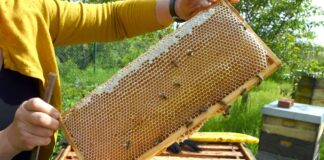 Eine Imkerin bei der Arbeit - in der Wabe dürfte jede Menge Honig sein.