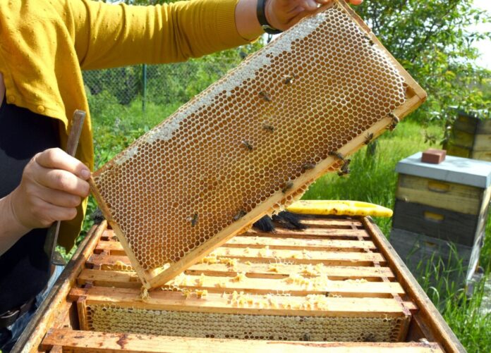 Eine Imkerin bei der Arbeit - in der Wabe dürfte jede Menge Honig sein.
