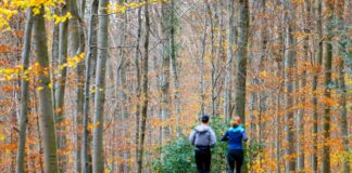 Erholungsziel, Sehnsuchtsort, Patient – was dem Wald gut tut Jogger laufen durch den herbstlich gefärbten Wald in Königswinter. (Archivbild)