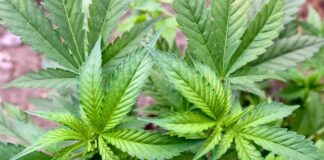 Die Polizei ist mit einer Razzia gegen illegalen Anbau von Cannabis in NRW vorgegangen. (Symbolbild)