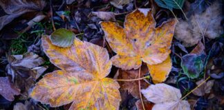 Es herrscht kaltes Winterwetter in Nordrhein-Westfalen. (Symbolfoto) 