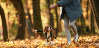 Mensch und Hund: Ein Blick auf die aktuelle Forschung Vortrag am 27. November in der Volkshochschule beleuchtet die Lösung von Problemen im Miteinander von Hunden und Menschen. Foto: Standret/shutterstock/VHS_Essen