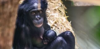 Affenbaby und Jubiläumselefant – NRWs Tiere des Jahres 2025 Das Bonobo-Mädchen Milumbe wurde im März im Kölner Zoo geboren. (Archivbild)