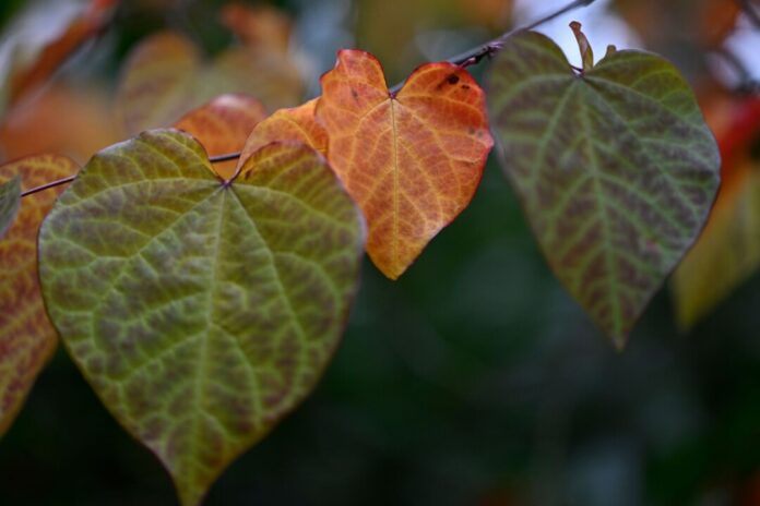 In Nordrhein-Westfalen gibt es weiterhin viele Woken und teilweise Regen. Es ist jedoch auch ungewöhnlich mild. (Symbolbild)