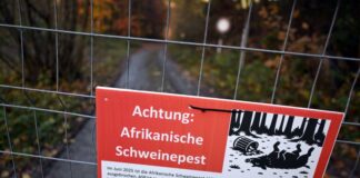 Zäune sollen die Schweine lenken, Schilder die Besucher zum richtigen Verhalten im Ausbruchsgebiet anhalten. 