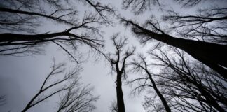 Auch in der ersten Dezemberwoche soll es überwiegend grau bleiben.