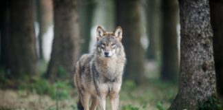 In NRW gibt es sechs Wolfsterritorien. (Archivbild)