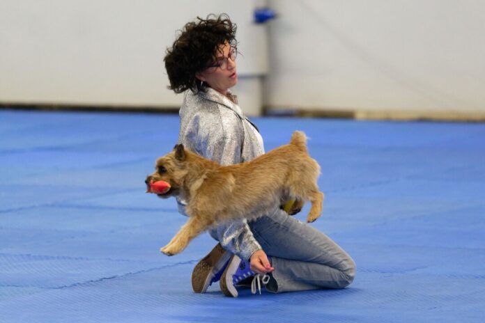 Start der Messe "Hund & Pferd" Auch dieses Jahr zeigen mehrere Mensch-Hund-Teams bei der Deutschen Meisterschaft ihr Können (Archivbild)