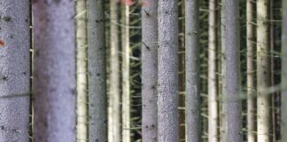 Temperaturen fallen unter zehn Grad – Schnee im Sauerland? Zu Beginn der neuen Woche wird es in Nordrhein-Westfalen deutlich kühler. (Symbolbild)