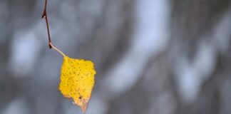Der Frost ist da Die Blätter fallen, die Kälte kommt: Es ist Herbst in NRW, der Winter ist nicht mehr fern. (Symbolbild)