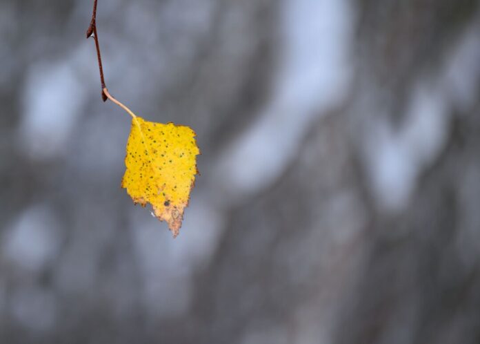 Wetter in Brandenburg Die Blätter fallen, die Kälte kommt: Es ist Herbst in NRW, der Winter ist nicht mehr fern. (Symbolbild)