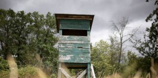 Von einem Hochsitz sichtet ein Jäger im nördlichen Rheinland-Pfalz ein größeres katzenartiges Tier. (Symbolbild)