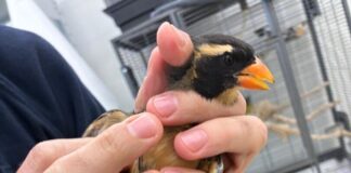 Insgesamt wurden sieben Singvögel im Gepäck der Reisenden entdeckt.