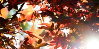 Sonne statt Schauer: Die neue Woche in NRW verspricht meist trockenes Wetter und steigende Temperaturen. (Archivbild)