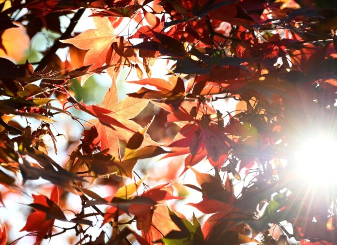 Sonne statt Schauer: Die neue Woche in NRW verspricht meist trockenes Wetter und steigende Temperaturen. (Archivbild)
