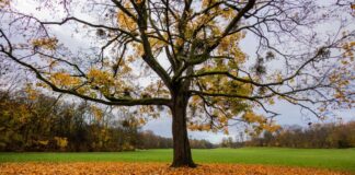 Unter dem Strich war der Herbst 2025 in NRW laut DWD recht mild. (Archivbild)