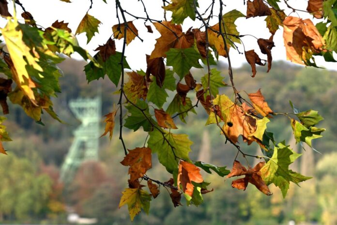 Herbstwetter in Nordrhein-Westfalen In NRW bleibt es für die Jahreszeit ungewöhnlich mild. (Archivbild)