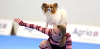 Wenn Hunde tanzen – Meisterschaft in Dog Dancing gestartet Zum Repertoire gehören zahlreiche Kunststücke.