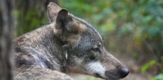 Ein Wolf in Lüdenscheid hat eine Polizeistreife überrascht. (Symbolbild)