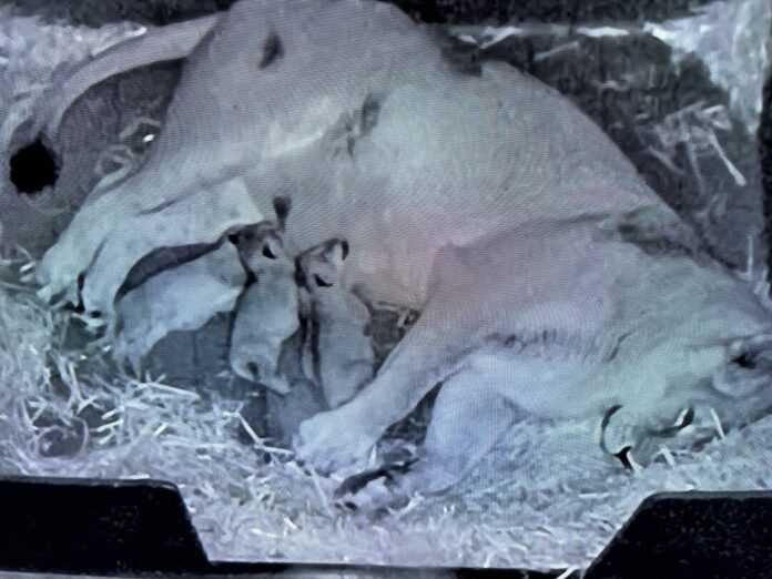 Löwenbabys im Kölner Zoo geboren Die drei Jungtiere haben noch keine Namen.