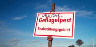 Auch in Nordrhein-Westfalen ist bei zahlreichen Wildvögeln und in etlichen Geflügelbetrieben die Vogelgrippe nachgewiesen worden. (Symbolbild)