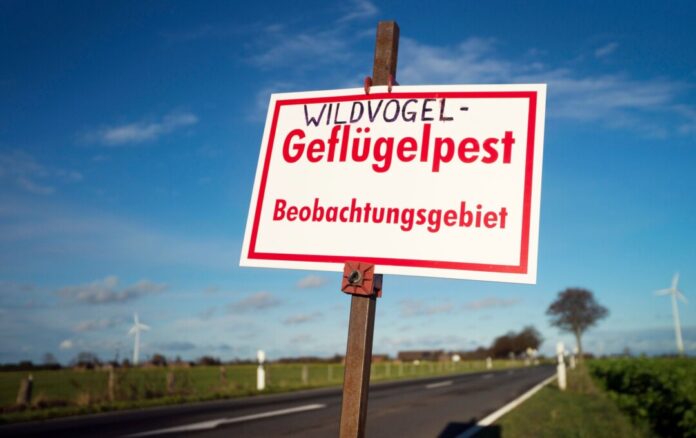 Auch in Nordrhein-Westfalen ist bei zahlreichen Wildvögeln und in etlichen Geflügelbetrieben die Vogelgrippe nachgewiesen worden. (Symbolbild)