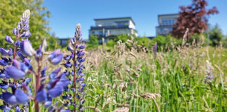 Stadt Heiligenhaus sucht Engagierte für Bürgergärten Bepflanzte Orte in der Stadt sollen die Lebensqualität erhöhen. Foto: Stadt Heiligenhaus