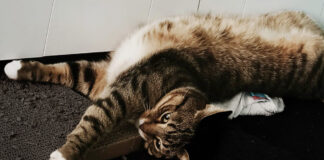 Kreis-Veterinäramt mahnt vor dem Weihnachtsfest: “Tiere sind keine Sachen” Wer Tieren ein Zuhause gibt, sollte sich der Verantwortung bewusst sein. Foto: Volkmann