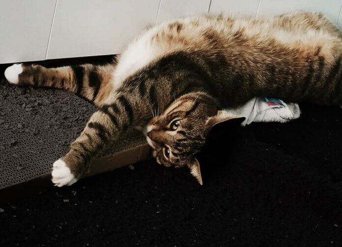 Wer Tieren ein Zuhause gibt, sollte sich der Verantwortung bewusst sein. Foto: Volkmann Wer Tieren ein Zuhause gibt, sollte sich der Verantwortung bewusst sein. Foto: Volkmann