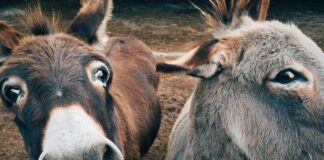 Kant-Schüler präsentieren Krippenspiel: “Ochs und Esel wissen mehr”