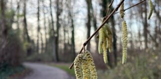 Rote Augen unter dem Weihnachtsbaum? Pollenflug beginnt früh Noch nicht mal Weihnachten, aber schon die ersten Frühlingsboten: An einem Haselstrauch blühen die sogenannten Kätzchen.