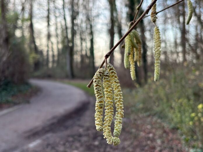 Haselpollen Noch nicht mal Weihnachten, aber schon die ersten Frühlingsboten: An einem Haselstrauch blühen die sogenannten Kätzchen.